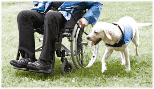 CertifyTherapyDogWheelchair CertifyTherapyDogWheelchair
