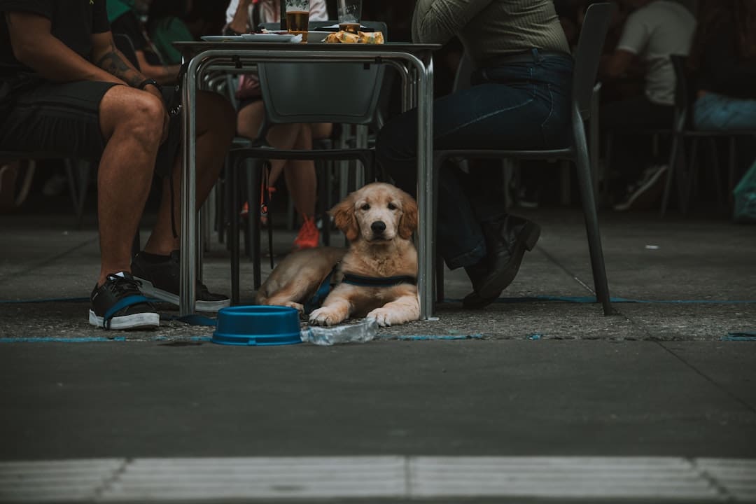 reading programs — a dog sitting under a table next to a person