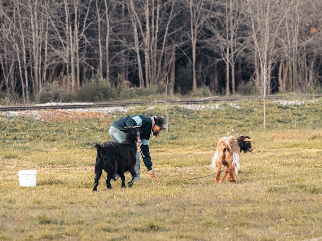 reading programs — Man plays with two goats in a grassy field.