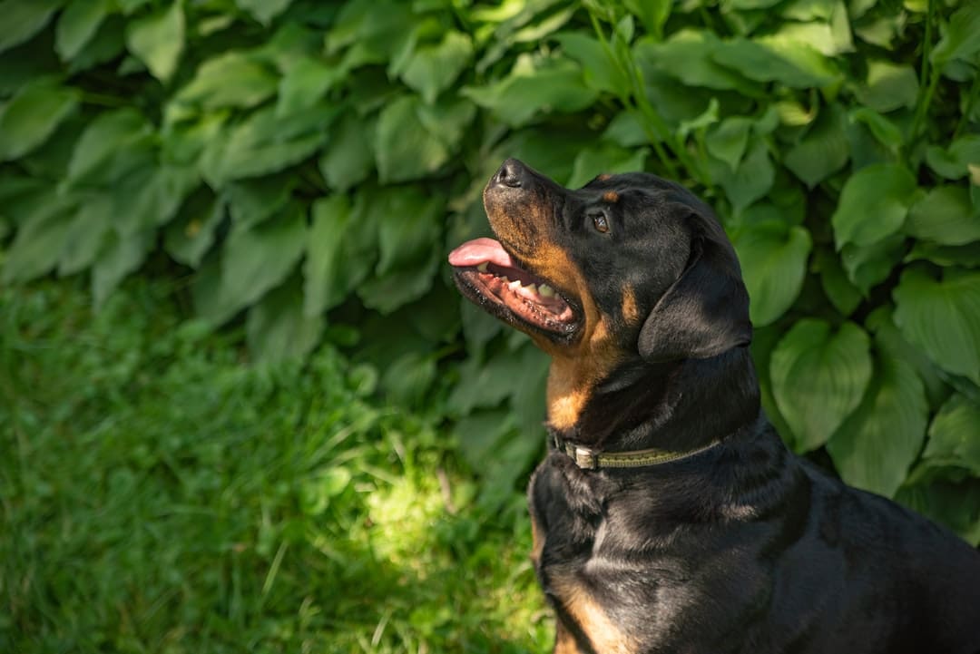 advanced therapy dog skills — a black and brown dog sitting in the grass