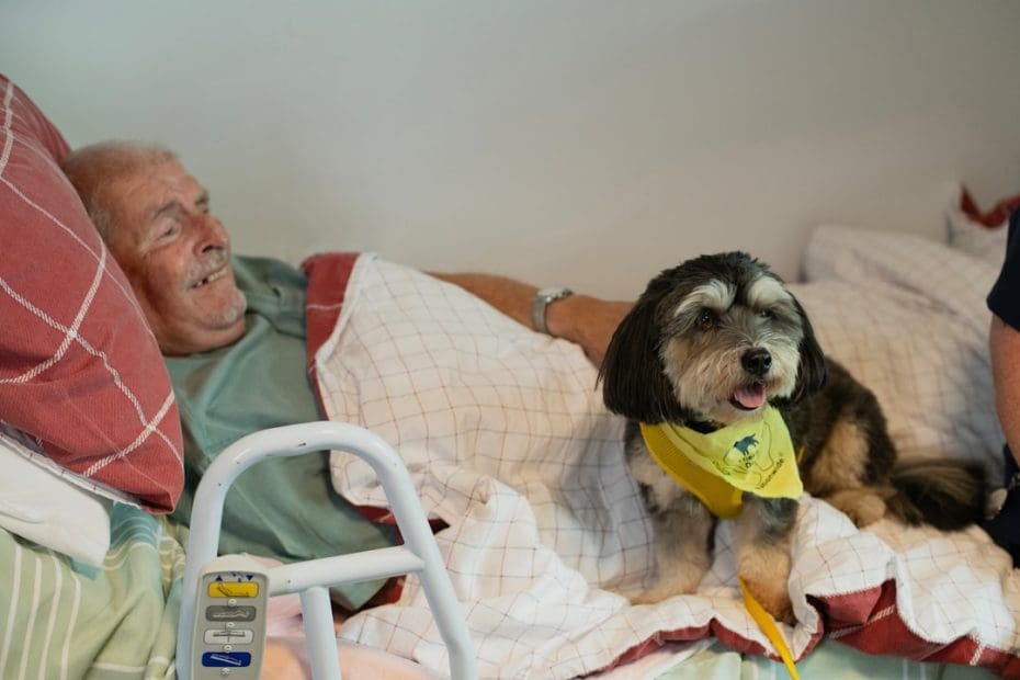 therapy dog volunteer — 7 Essential Steps to Starting Your Therapy Dog Volunteer Career