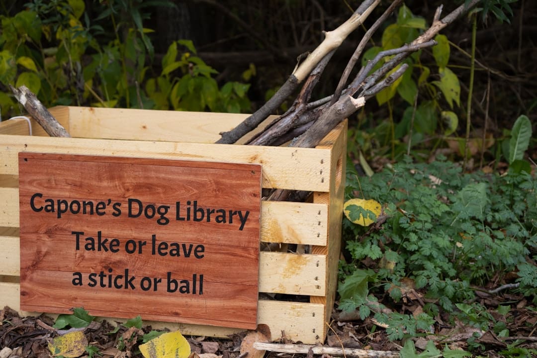 therapy dogs children' s hospitals. Wooden crate with sticks for dogs