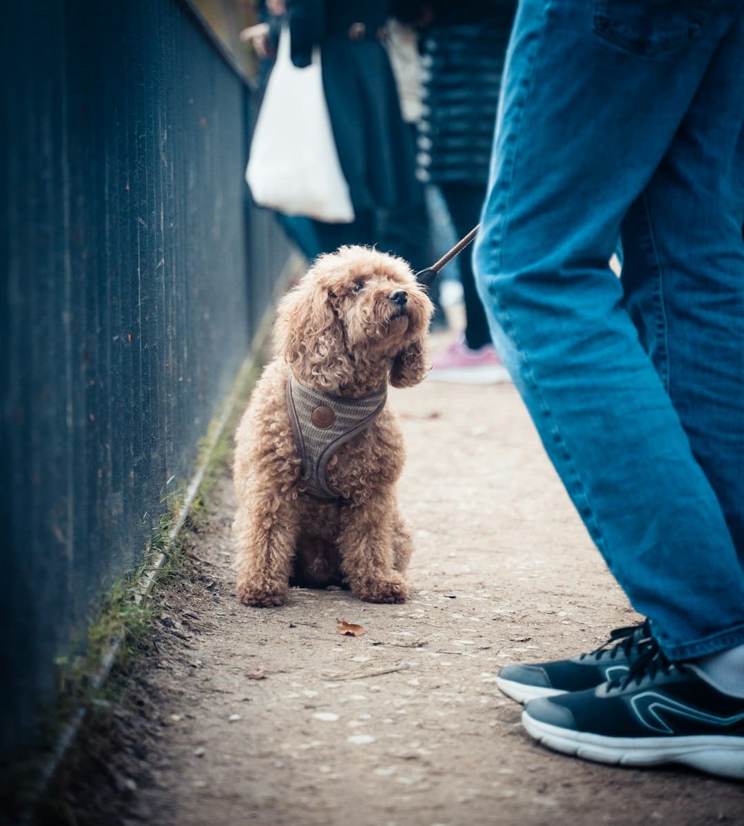 public access test — brown long coated small dog on gray concrete floor