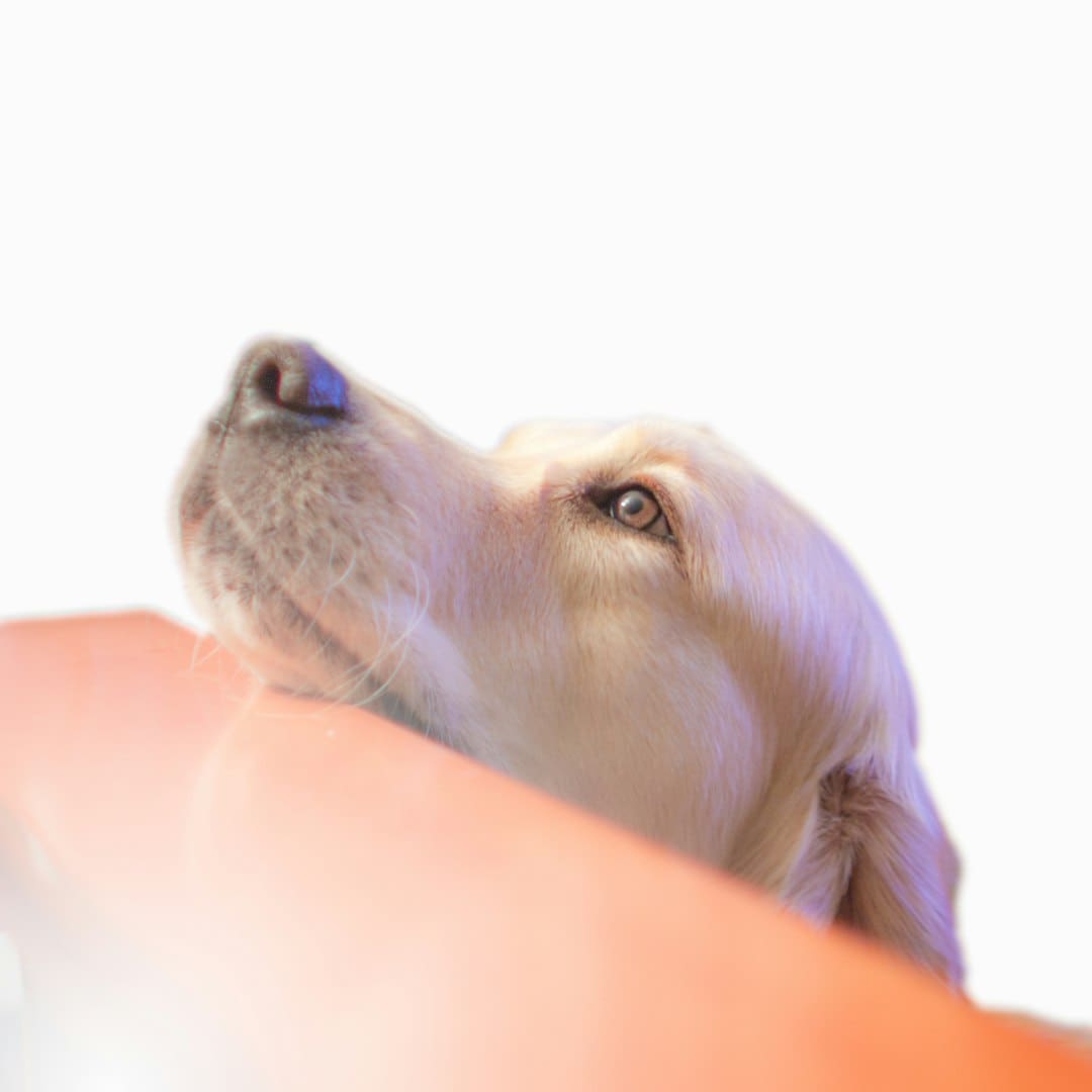 public access test — a close up of a dog looking up at something