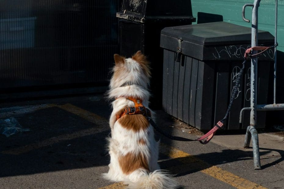 public access test — Public Access Test for Therapy Dogs: What Your Dog Needs to Pass