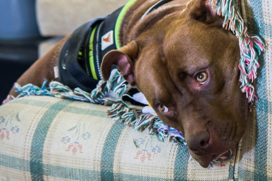 therapy dog program metrics — Therapy Dog Program Metrics: How to Measure Real Impact