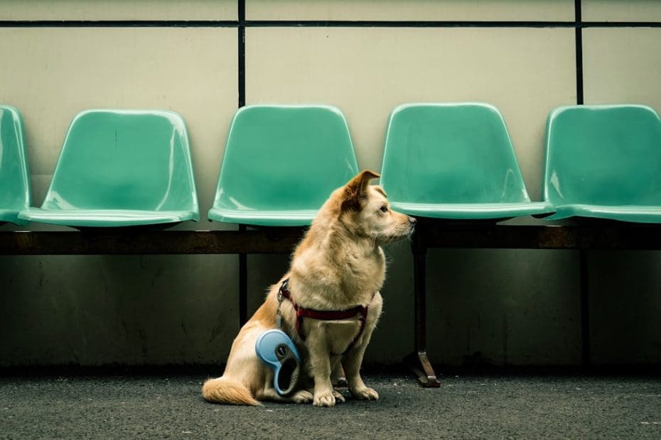 advanced therapy dog skills — Advanced Therapy Dog Skills: Tricks, Techniques, and Tools for Deeper Patient Connection