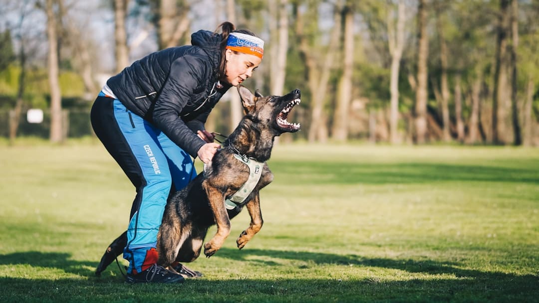 advanced therapy dog skills — a woman is playing with a dog in the park