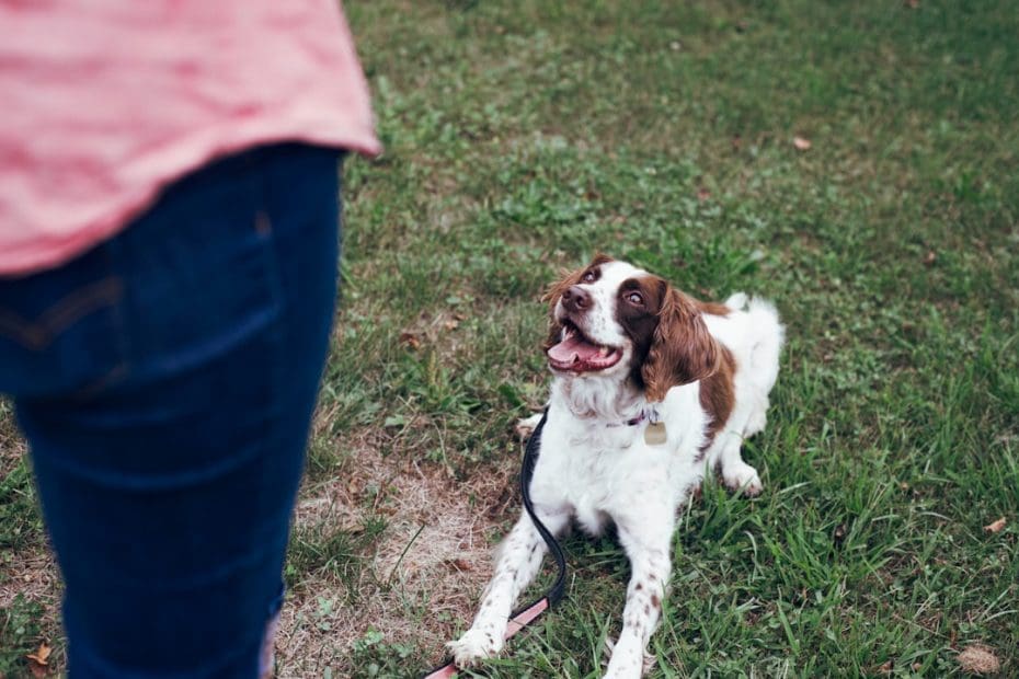 desensitization training — Desensitization Training for Therapy Dogs: Preparing for Hospital and School Visits
