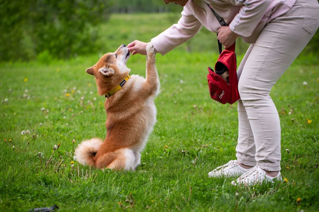 desensitization training — person in white pants and brown jacket holding brown and white short coated dog on green