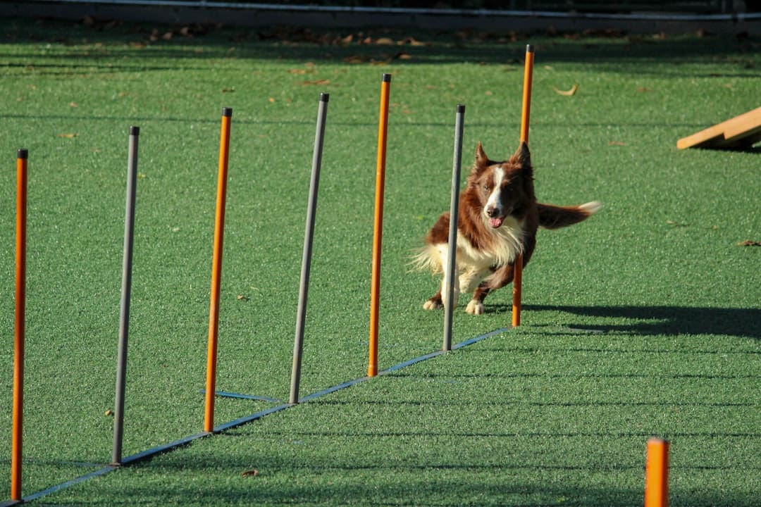 reading to dogs — brown and white dog running through pole obstacles