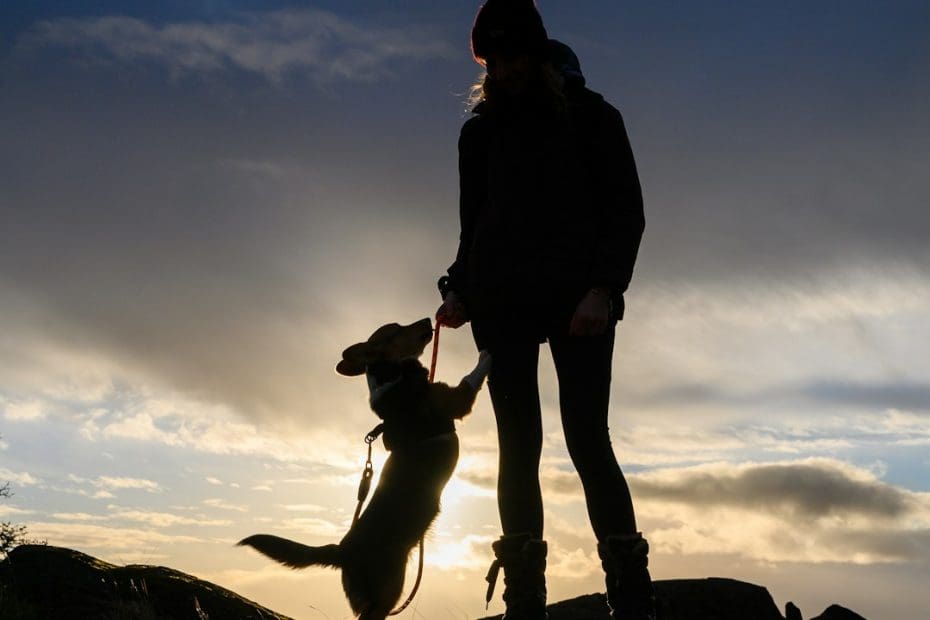 reading to dogs — Reading to Dogs Programs: How to Train Your Therapy Dog for Literacy Sessions