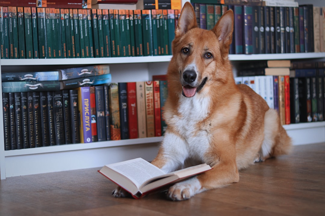 therapy dog volunteer — A dog lies on the floor reading a book.