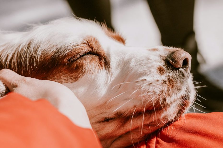 crisis response therapy dog — Crisis Response Therapy Dog Teams: How Deployment Actually Works