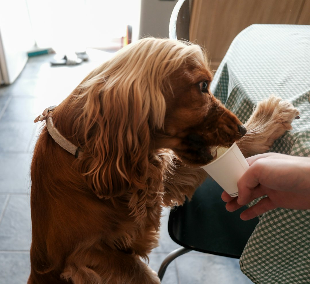 noise desensitization — A dog drinking from a cup held by a hand